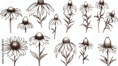 Sketches of Echinacea plants. A set of detailed con