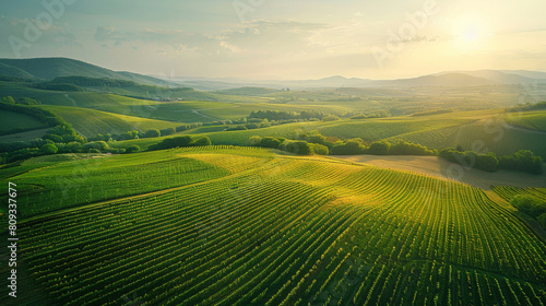 Panoramic view of a lush vineyard at sunset, with rolling hills bathed in warm light, ideal for wine enthusiasts.