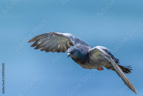 青空映す水面をバックにさっそうと飛ぶ鳩