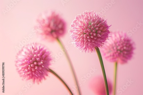 Globe Amaranth, pastel pink background, magazine cover style, soft light, straighton angle