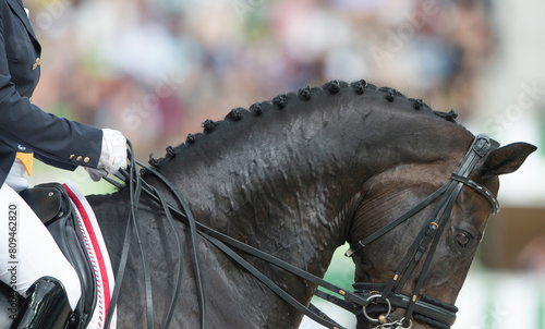 close crop of horses neck and head with braided mane of button braids for horse show competition horse wearing leather english bridle well turned out equine for equestrian competition athletic horse 