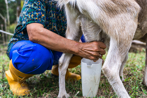 Older Latina woman with gray hair and yellow boots milking goat on her farm. Colombian peasant woman. Concept of farm and ruminants.