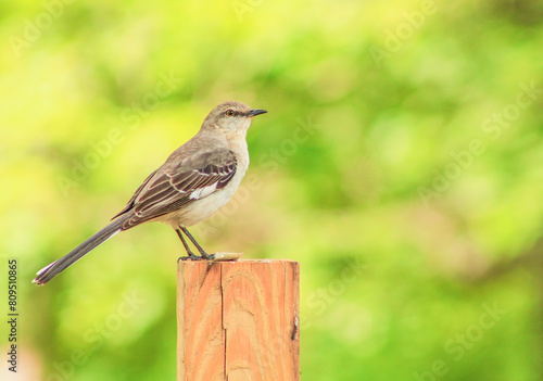 Mockingbird on a fence