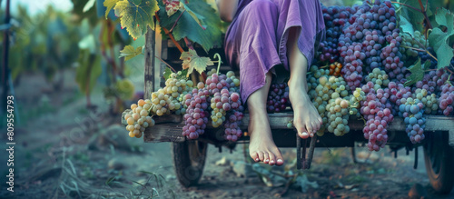 Banner with a girl sitting in a cart with grape branches. Harvest concept.