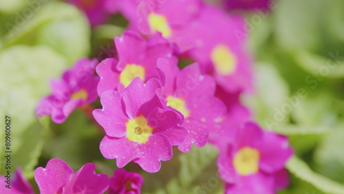 Background of flowers. Beautiful of spring primroses flowers or primula polyanthus or perennial primrose, with green leaves.