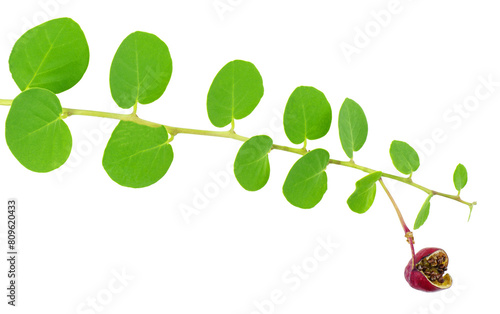 Leaves of capers plant with owerripe fruit isolated on white background.