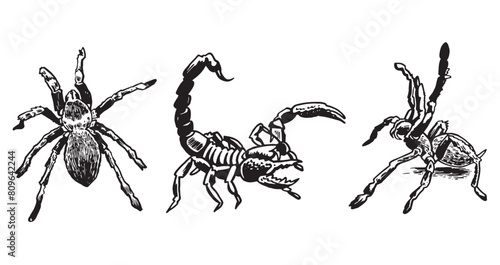 Graphical set with spiders tarantula and scorpion on white background, black and white illustration, tattoo designs