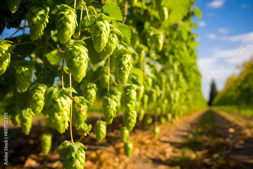 Green fresh hop heads for beer making, just before harvest close-up