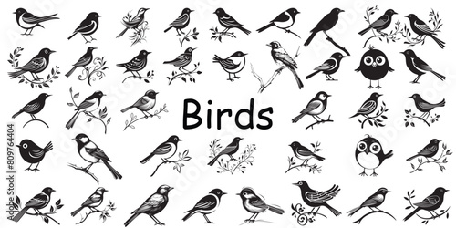 Vector set of different birds silhouettes sitting on branches 