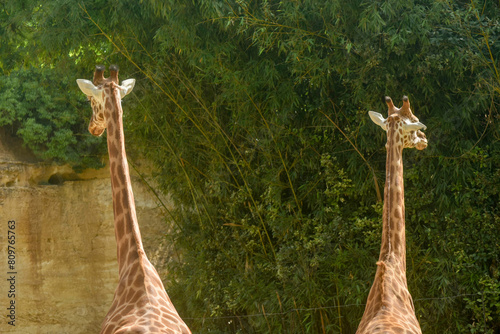 Girafes qui boudent