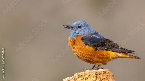 Male Rock Thrush perched on a rock.