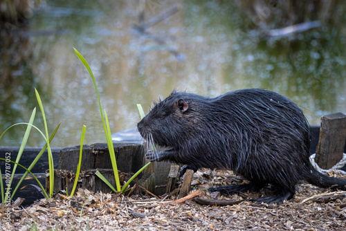 A black fur nutria sits on the ground perpendicular to the camera lens and eats green grass on the river bank on a cloudy spring evening. 