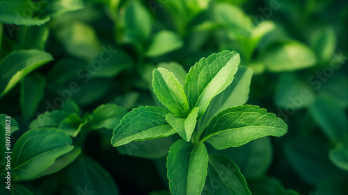 Capture a close-up shot of a stevia plant with its bright green leaves