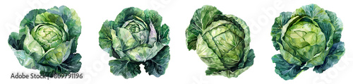 watercolor illustration of a cabbage on transparent background 