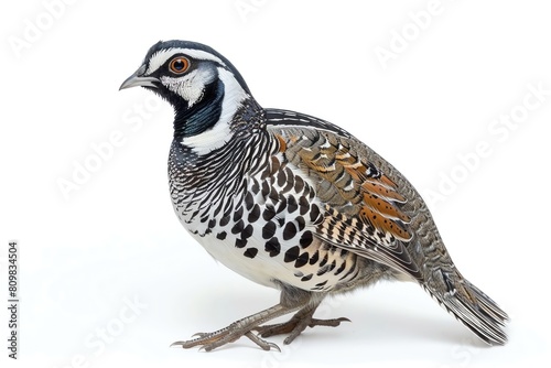 A quail with distinctive markings, walking, isolated on white