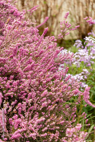 Darley dale heath or Erica X Darleyensis plant in Saint Gallen in Switzerland