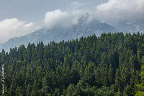 inquadratura in primo piano, da lontano di parte di una grande foresta di conifere in montagna, nel nord est Italia, di giorno, in estate