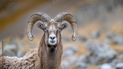 Tibetan argali close up