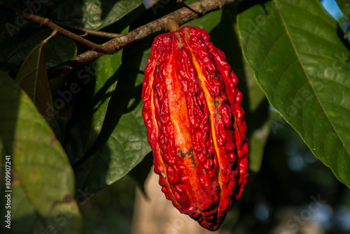 Cocoa cultivation in Tumaco Nariño Colombia Cultivo de cacao en Tumaco Nariño Colombia