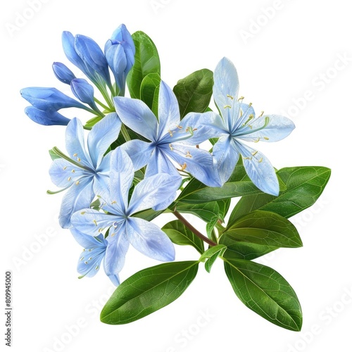 Lignum Vitae Bouquet on White Background: Isolated Blue Flowers and Green Leaves with Natural Beauty