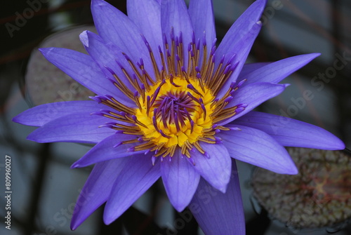 Nymphaea lotus, Egyptian lotus, tiger lotus, white lotus or Egyptian white water-lily, water lily, close-up.