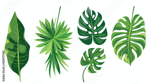 Tropical jungle leaves Four. Green leaf exotic 