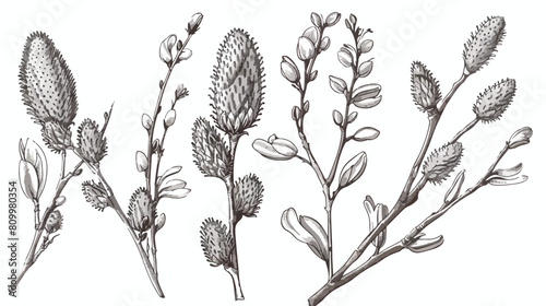 Willows catkins retro botanical drawing. Spring pussy