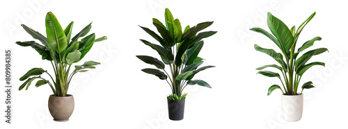 Banana plant collection in porcelain pots decorative tropical plants isolated on transparent background