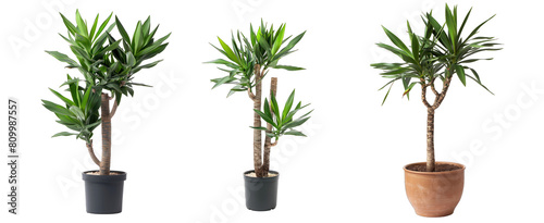 Collection of yucca plants in porcelain pots, exotic decorative plants isolated on a transparent background