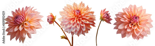 Pastel colored dahlia flowers set isolated on transparent background.