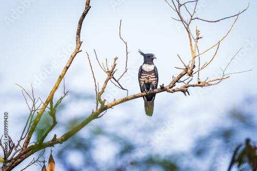 Black baza (Aviceda leuphotes) bird perched on a branch.