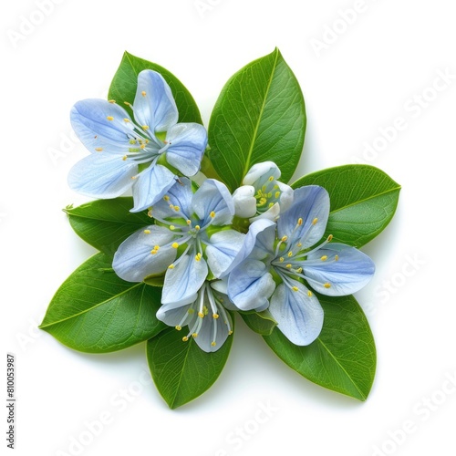 Blue Lignum Vitae Flower Bouquet Isolated on White Background - Natural Plant with Green Leaves