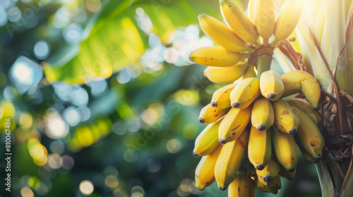 Close-up of bunches of ripe bananas growing on a banana tree. Tropical fruit concept. Fruit growing.