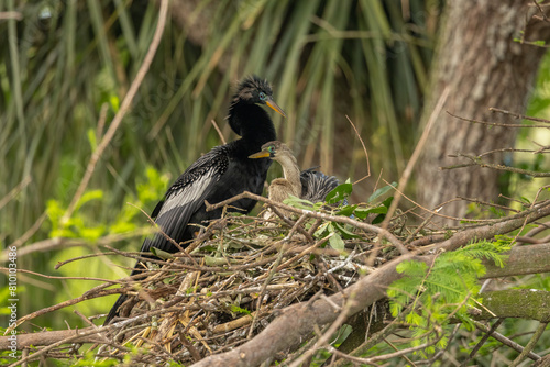 An anhinga pair nesting and in breeding colors.