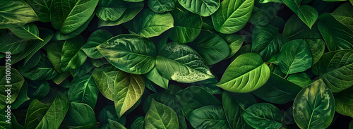 Dark green betel leaves dramatic photo effect background realism realistic hyper realistic