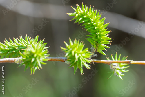 Green inflorescences willow on tree branch in spring close-up. Catkins downy pendulous composed of flowers of single and wind pollinated. Goat salix caprea is genus of woody plants family salicaceae.