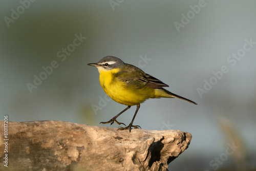 Pliszka żółta, ptak siedzący na kamieniu.