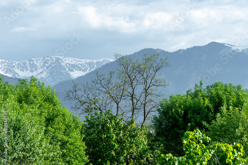 krajobraz górski zielone drzewa białe góry ze śniegiem