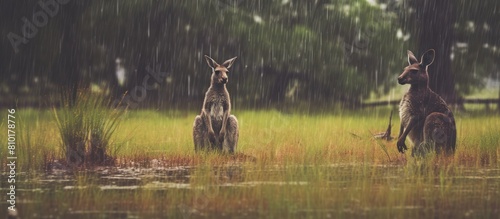 Kangaroo with a wild forest background during the rain