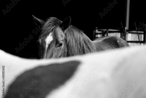 Horses on ranch closeup in black and white for equine art.