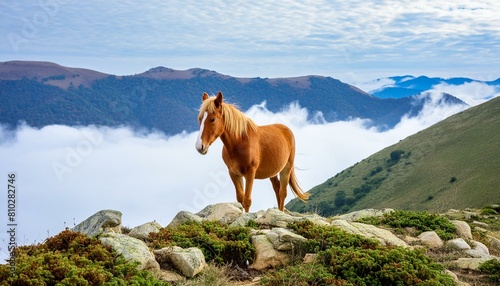 horse on mountain