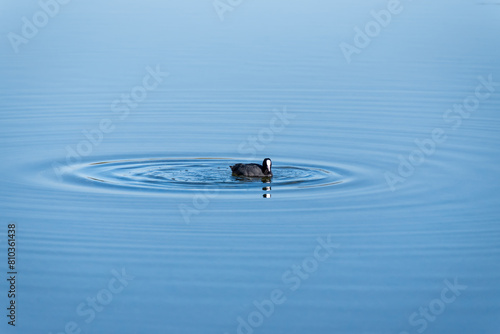 eurasian coot in the water surrounded by a wave