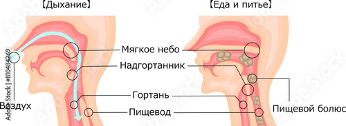 飲食 呼吸 嚥下性無呼吸 イラスト ロシア語