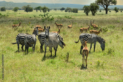 Zebra and Impala antelopes in African green savanah plain