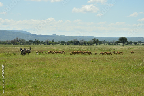 Zebra and Impala antelopes in African green savanah plain