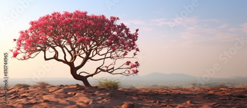 A desert rose or impala lily can be seen blooming on a tree in this captivating copy space image