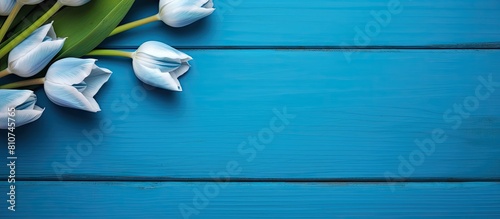 A copy space image featuring a Siam Tulip set against a vibrant blue wooden background