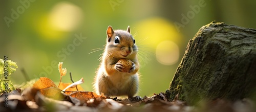 Tamias the adorable chipmunk can be seen stuffing an acorn in this captivating copy space image