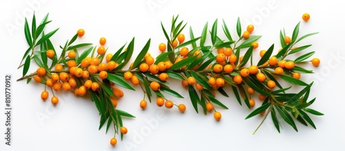 Copy space image of a fresh ripe sea buckthorn berry with leaves isolated on a white background The top view perspective enhances the flat lay pattern