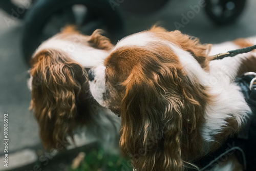 twin Cavalier King Charles spaniels